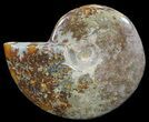 Polished, Agatized Ammonite (Cleoniceras) - Madagascar #59861-1